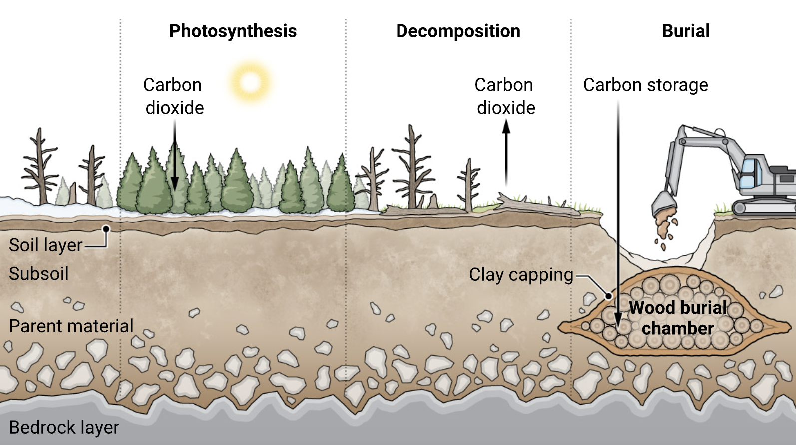 Trees pull carbon dioxide out of the air through photosynthesis, but when wood decays, that carbon gets released again. Burying wood will theoretically interrupt that cycle by sealing out the oxygen and moisture decomposers need, so the carbon stays locked in the wood instead. Graphic: A. Fischer/Science, adapted from Yao (2024).[9]