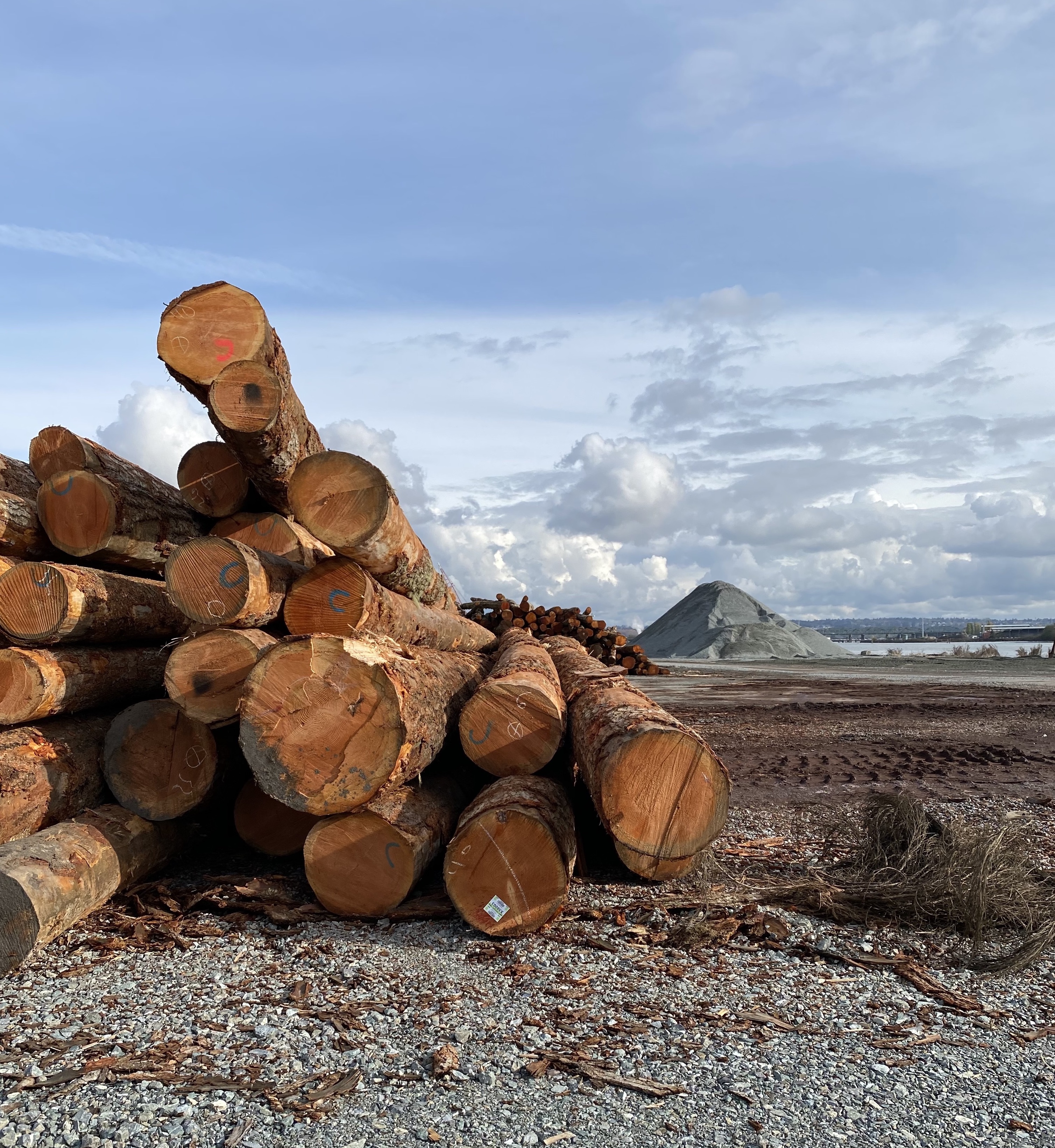 Timber in a yard for transport in Washington. CC Lab 2022.