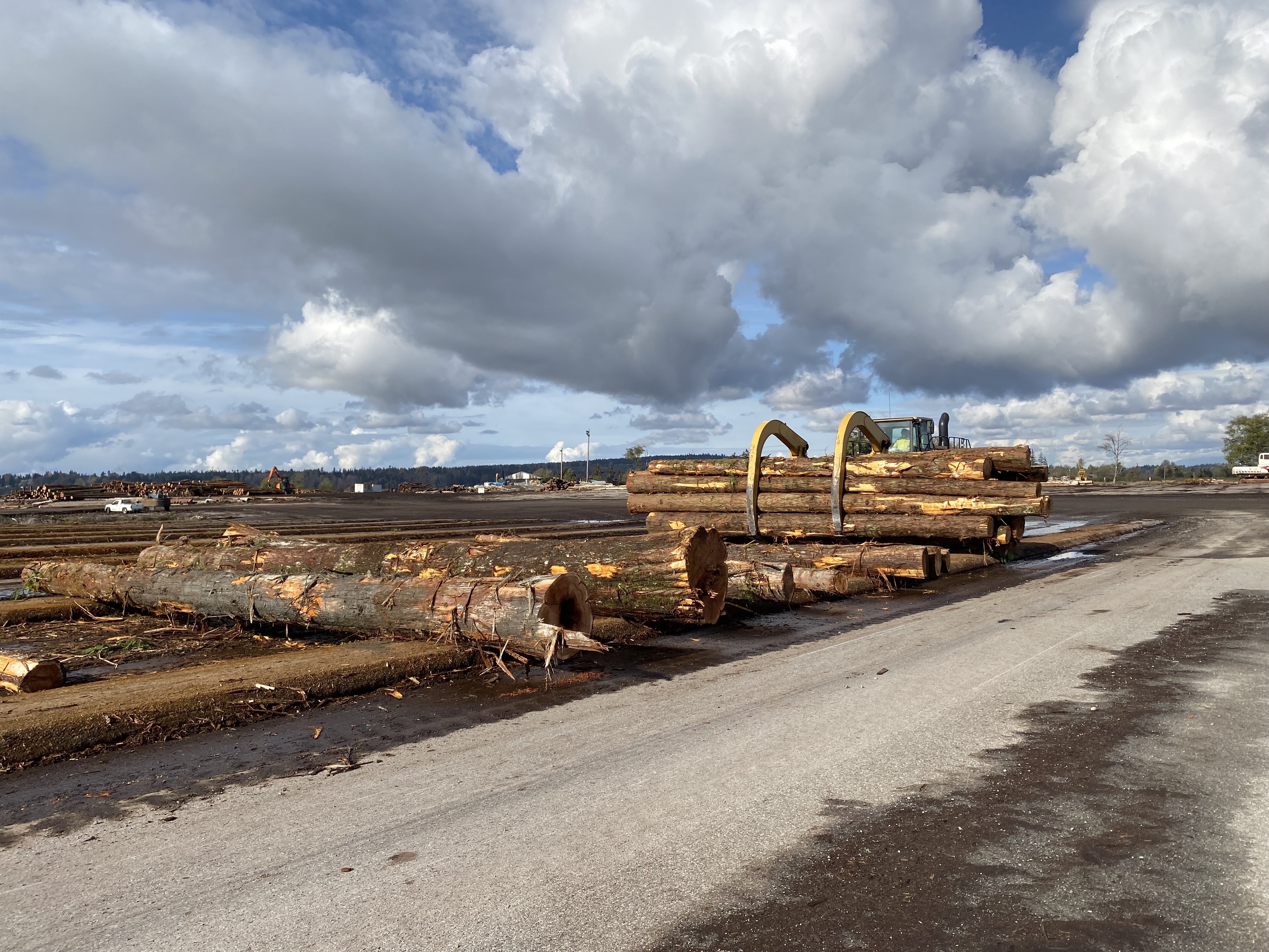 Logs following harvest in Washington. CC Lab, 2022.