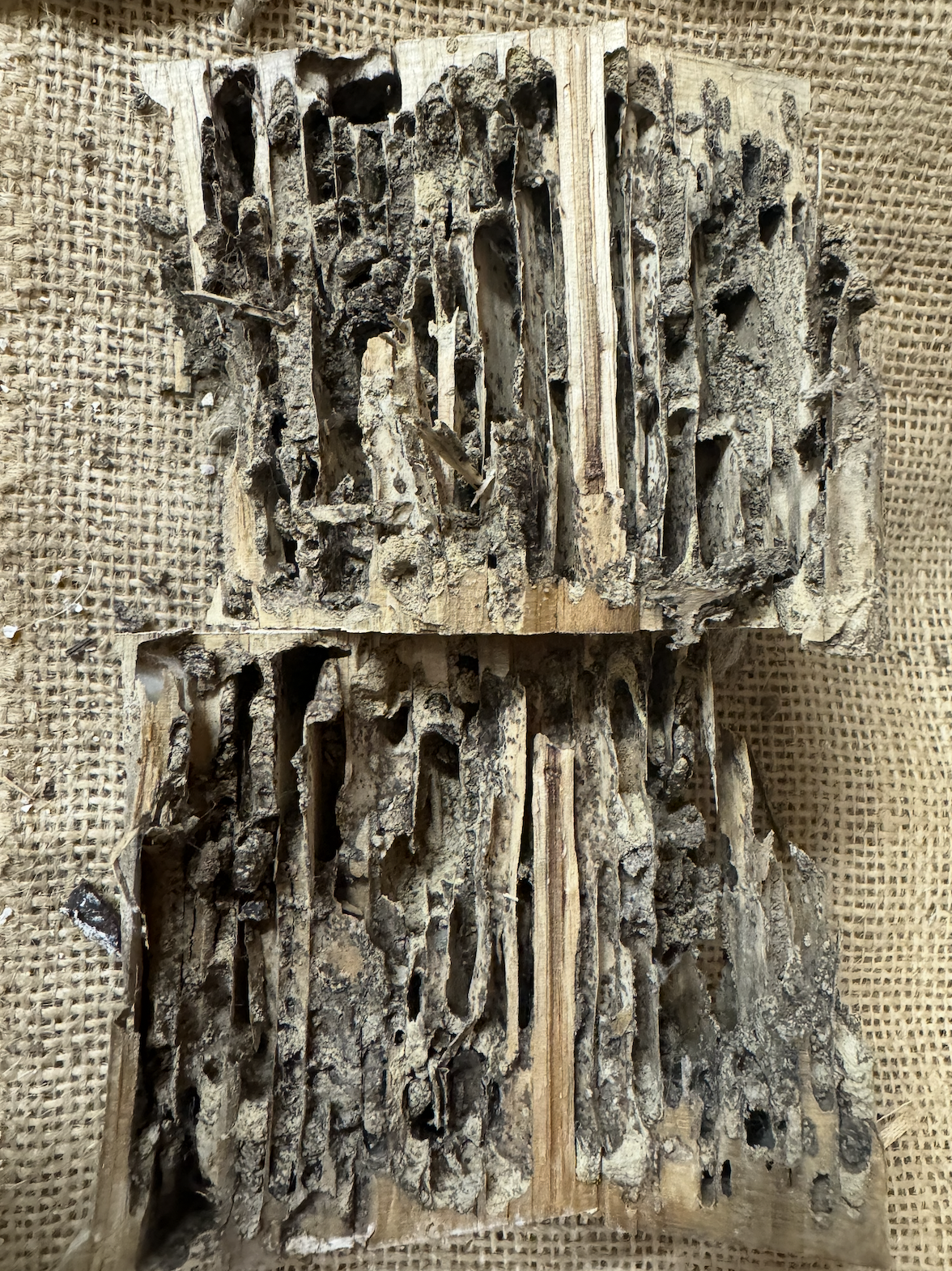 One of our wood cookies, harvested at Year 4 from Mississippi, is a very clear example of termite infestation, indicated by their sediment-rich building materials (darker ashy brown), which are a different texture and color from the surrounding wood (light brown). Photo: S. Crotty.