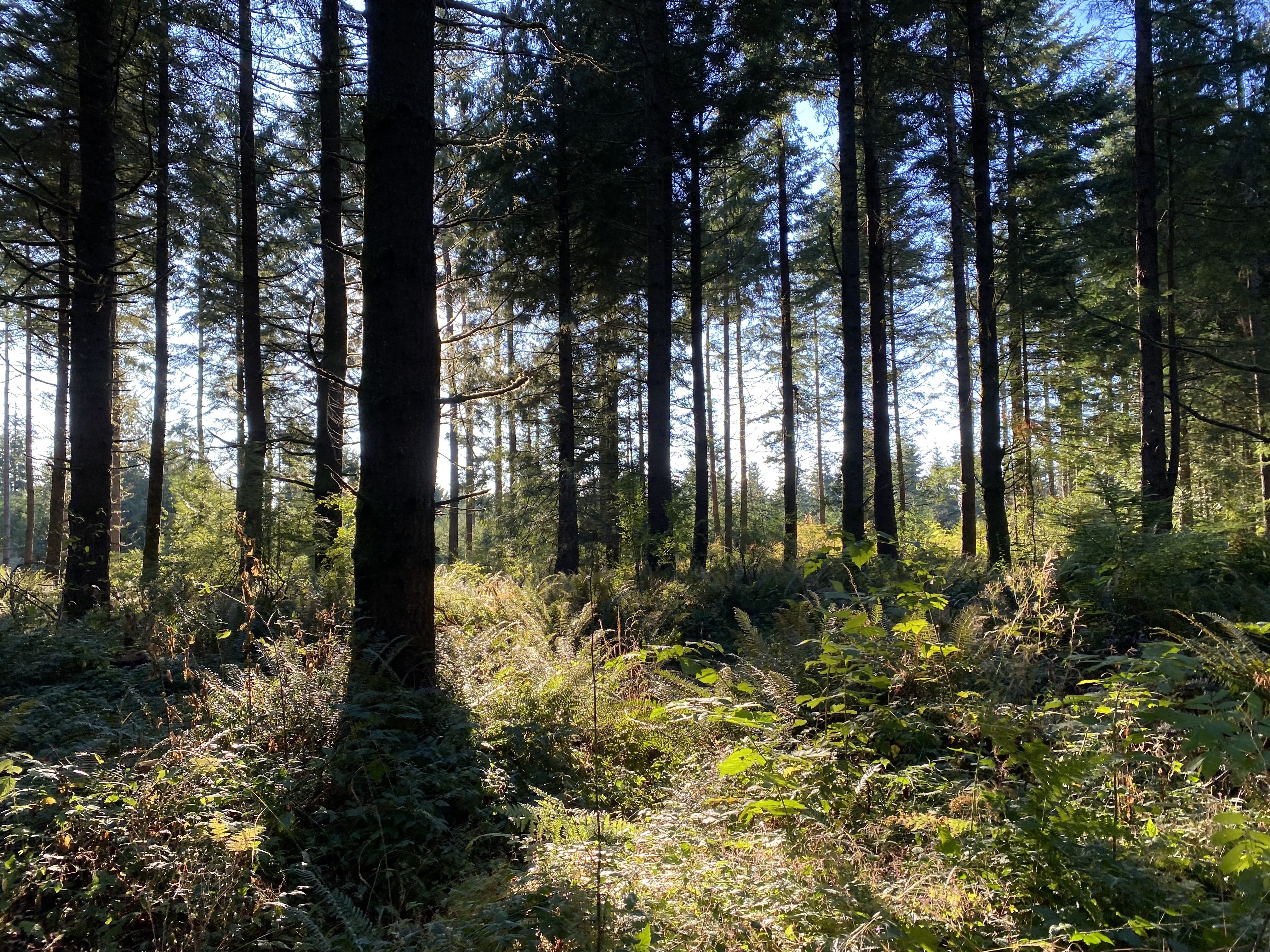 On site at a forest in Washington. CC Lab, 2022.