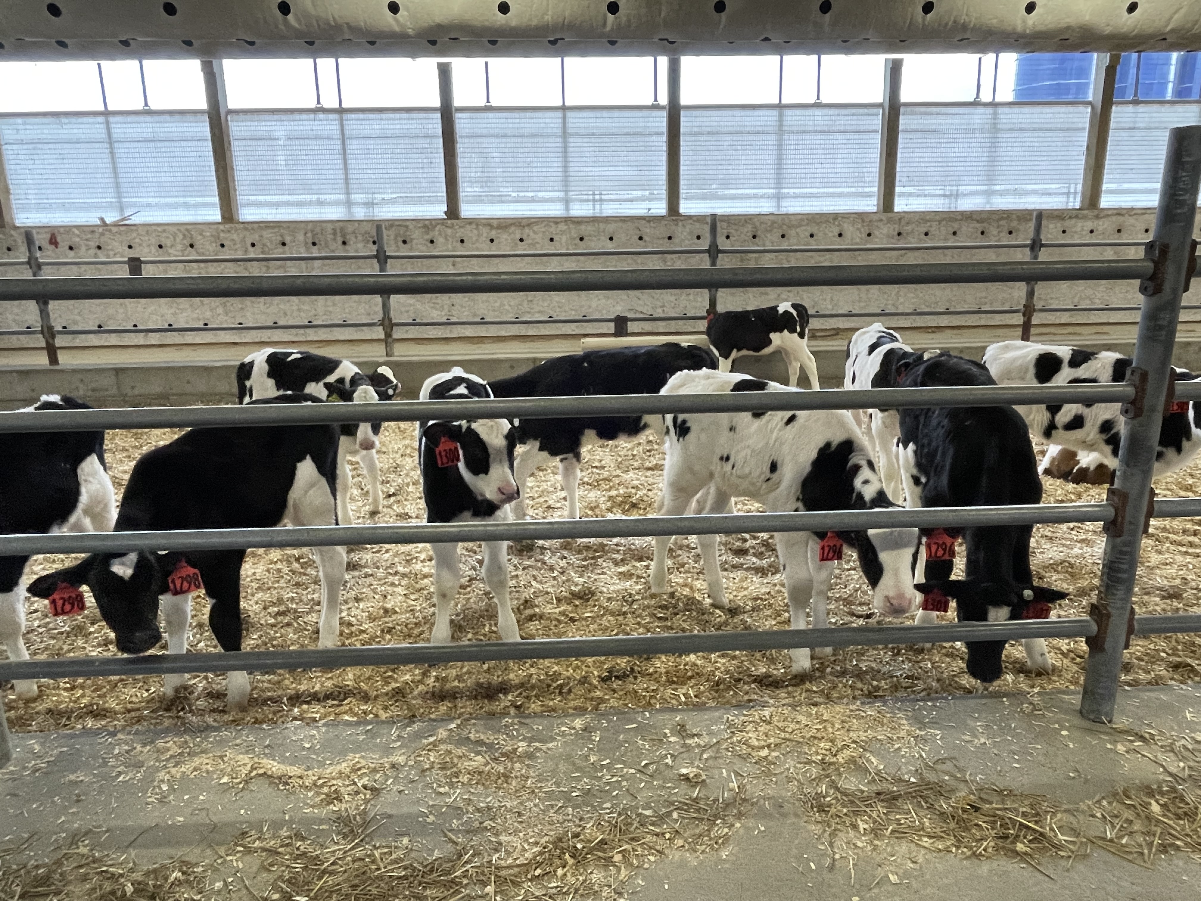 calves_new-york_nov_2021.jpg