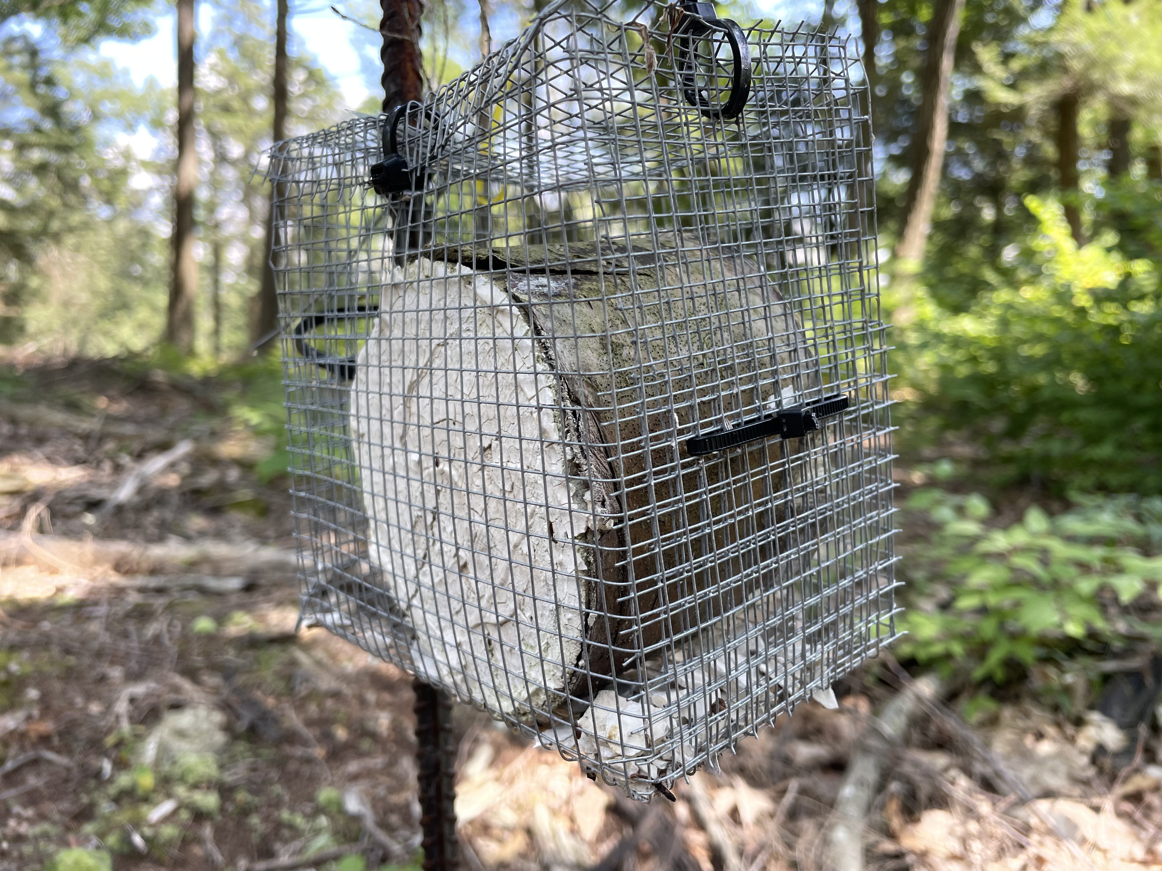 Collecting samples from Yale-Myers Forest. CC Lab 2022.